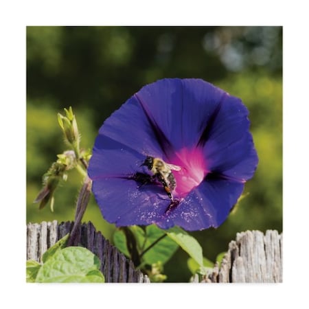 Kurt Shaffer 'The Bumblebee And The Morning Glory' Canvas Art,24x24